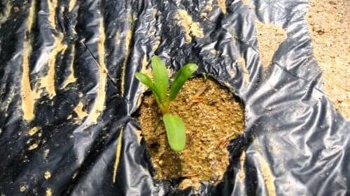 근대-씨앗-발아-생육모습