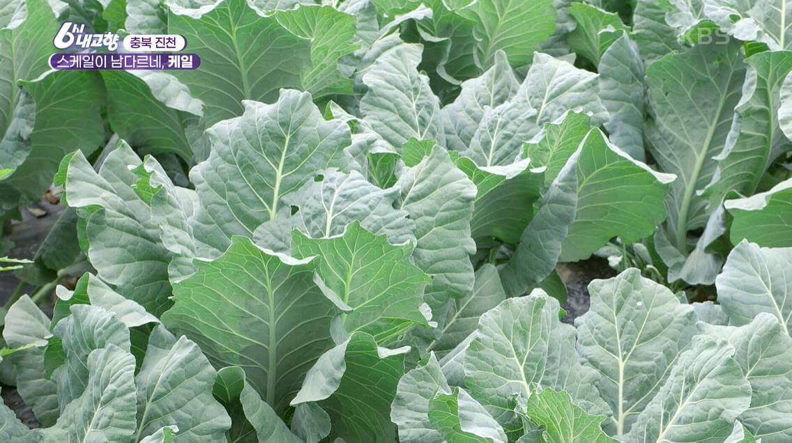 청주 케일