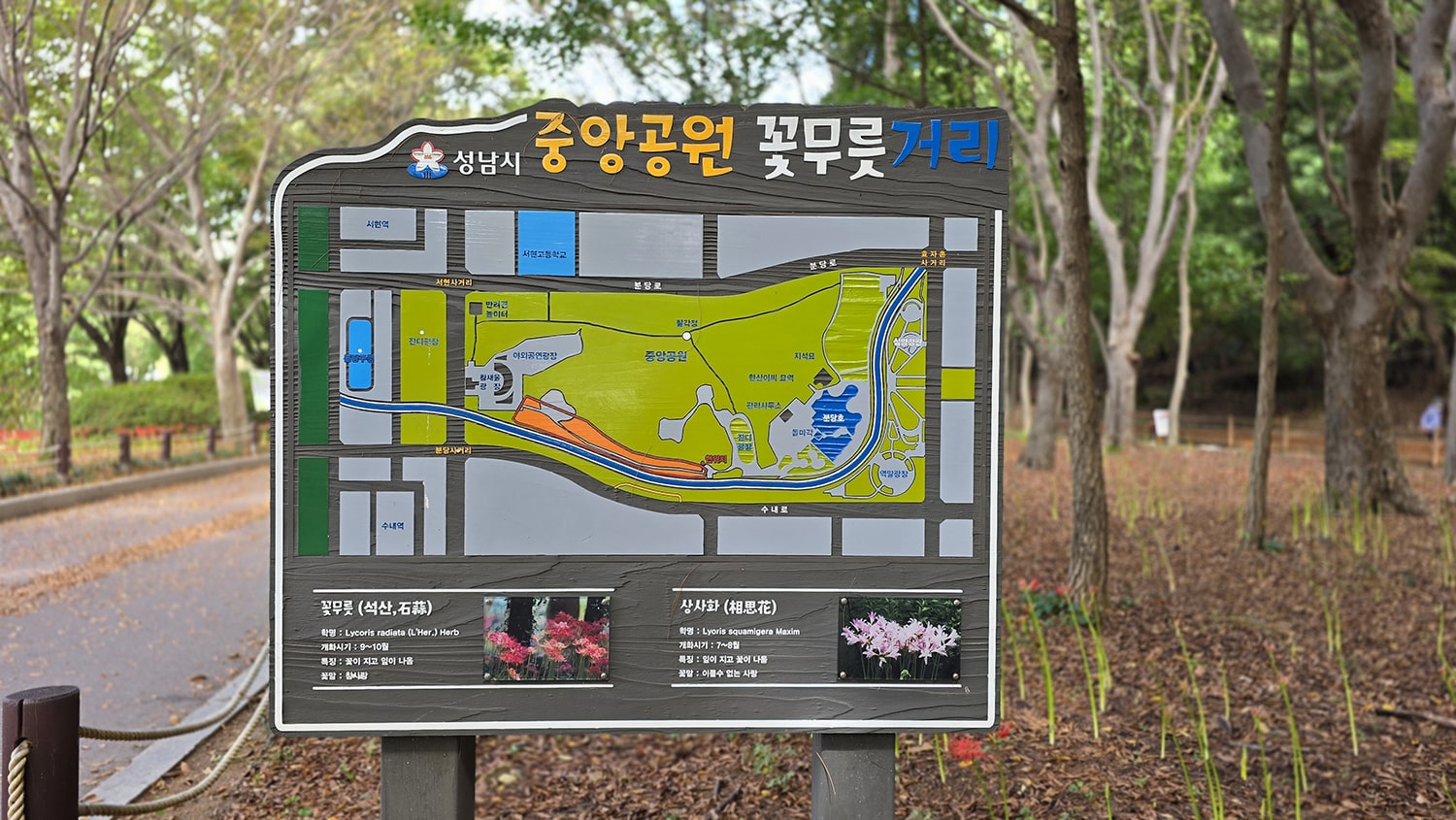 분당 중앙공원 꽃무릇 거리