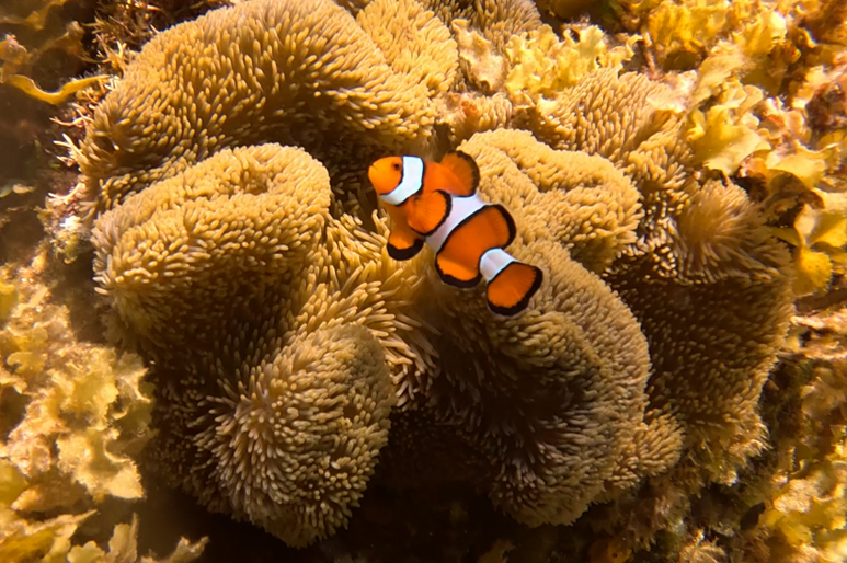 돌호 비치의 흰동가리