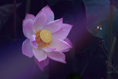 냄새 맡으면 기절할지도 악취를 풍기는 희귀 식물