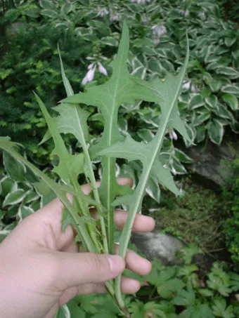 왕고들빼기 효능과 섭취시 주의사항 건강 정보_4