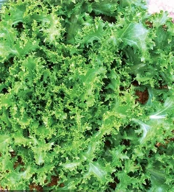 치커리 재배 쓴맛 줄이기 차광 요령 물 관리_32