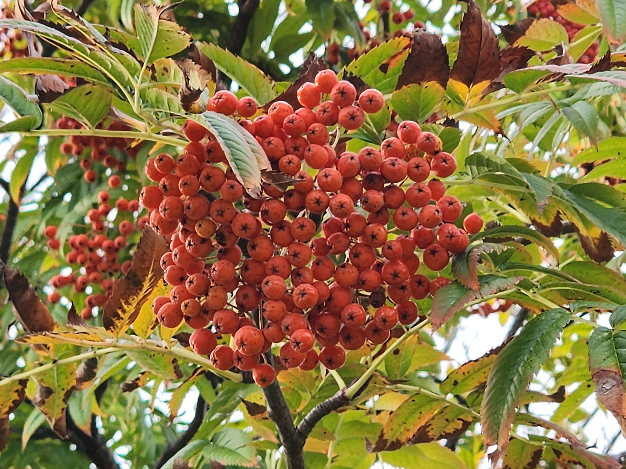 마가목 열매 효능