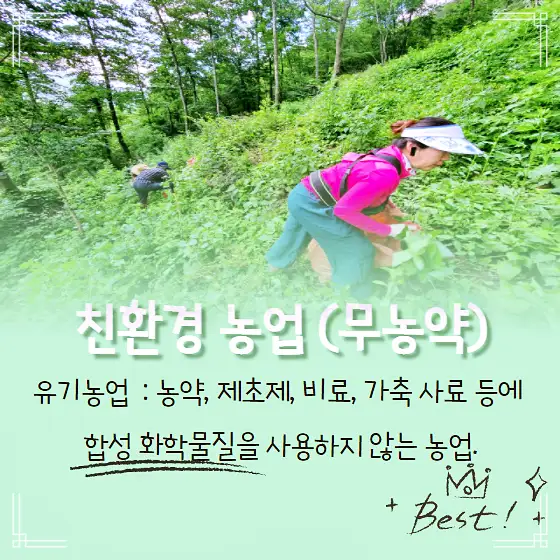 6시내고향 강원도 태백 저탄수 비건 만두 노미트 산채만두 감자떡 감자옹심이 파는 곳 전국 택배 온라인 전화 주문 추천