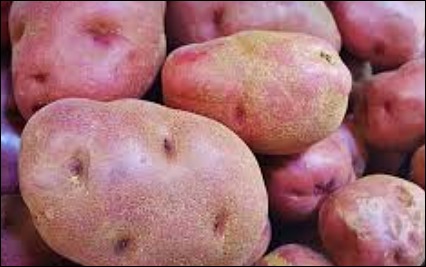 고구마 효능 (2)