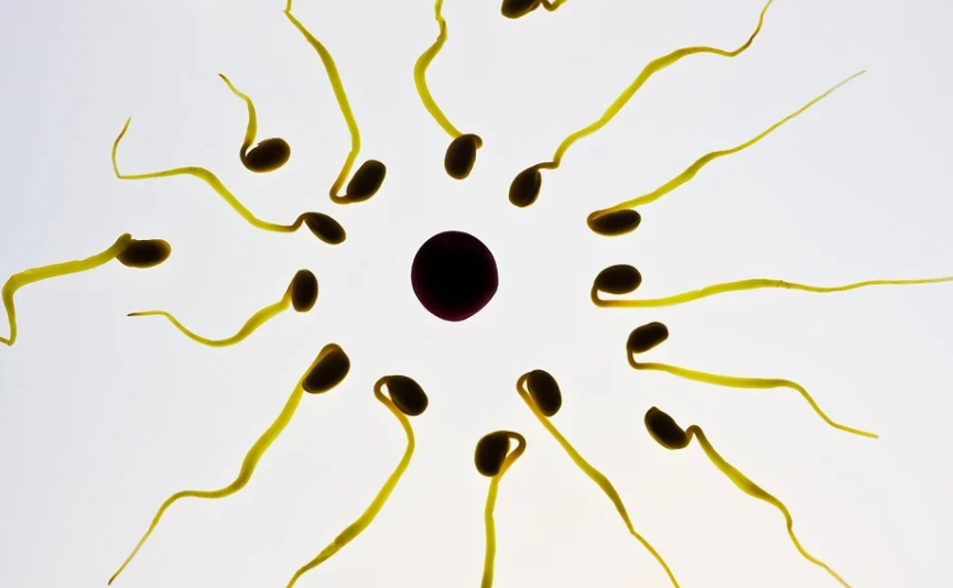 정자의 그래픽 이미지