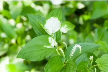 삼백초 효능 및 영양성분&amp;#44; 주의점
