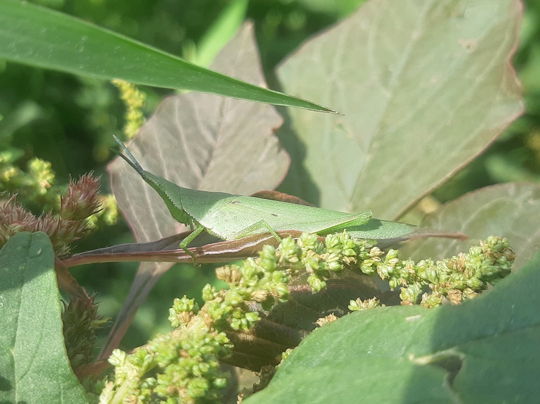 Insecticide