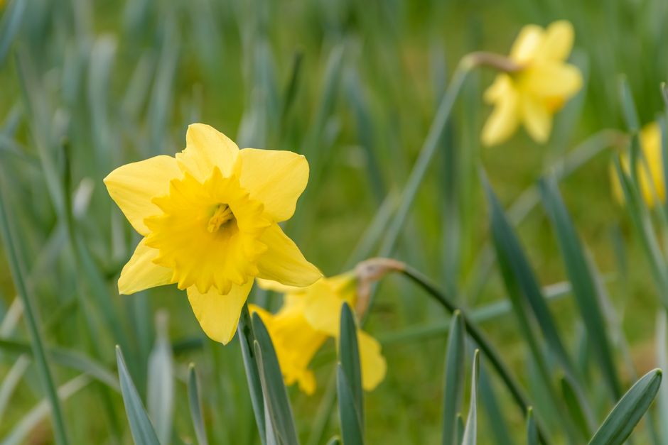 Close-up of vibrant yellow daffodils in a lush green meadow during springtime.