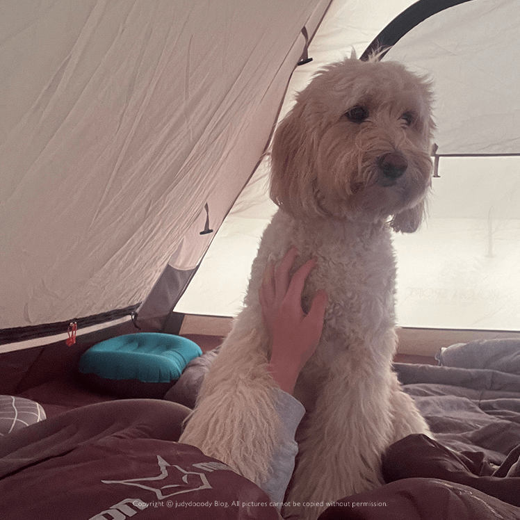 아침이라고 깨우는 쥬디