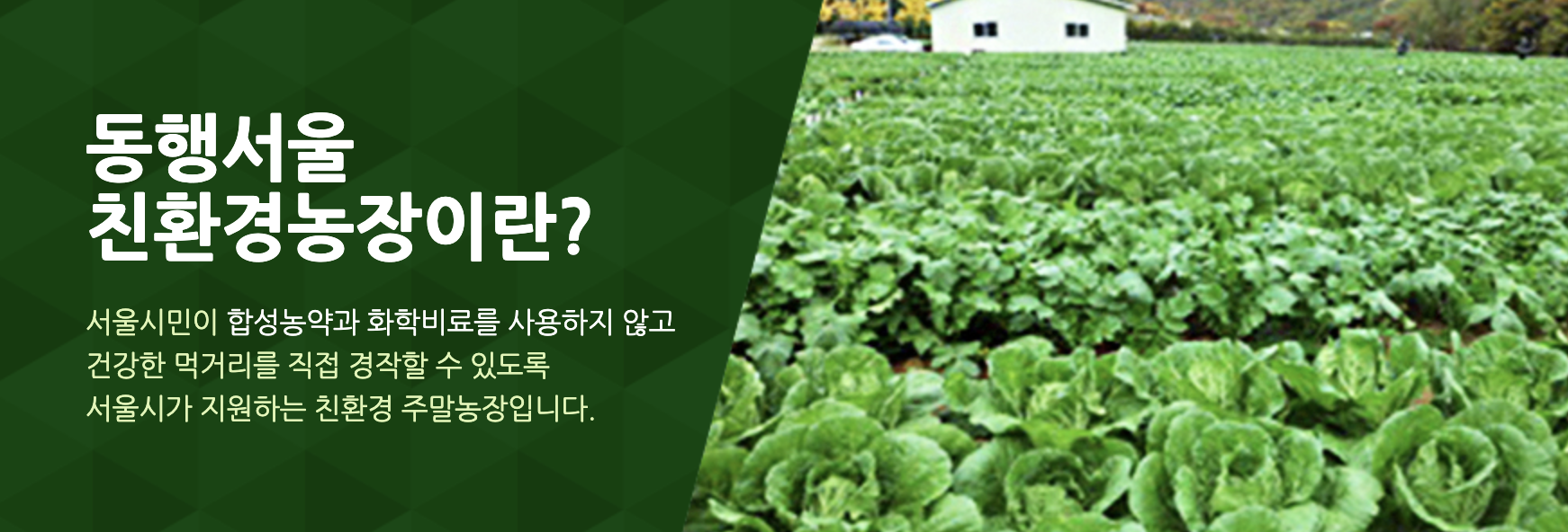 서울시 동행서울 친환경농장 참여자 모집 선착순