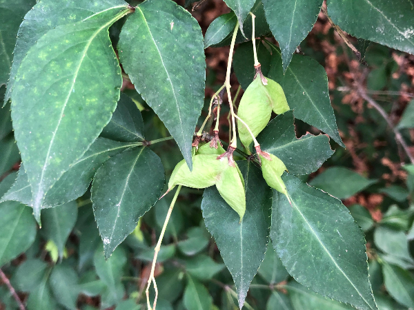 고추나무 바지모양 열매