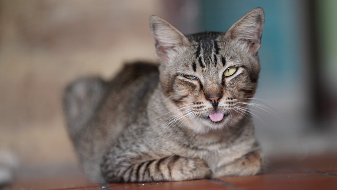 Catnip