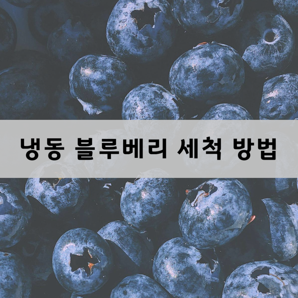 냉동-블루베리-세척-방법