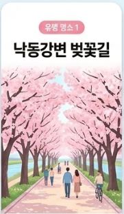 안동 벚꽃 명소