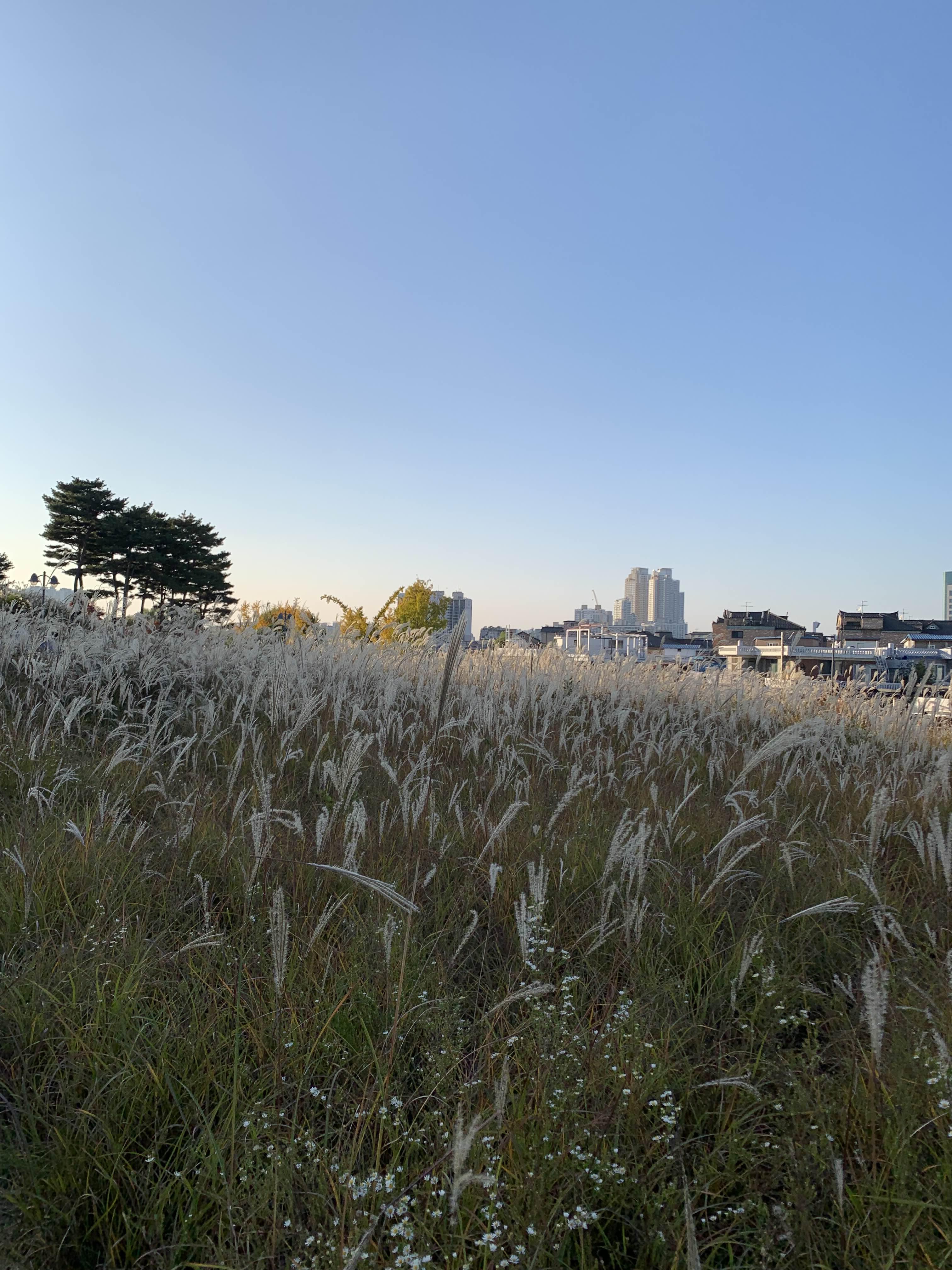 경기도 억새 명소