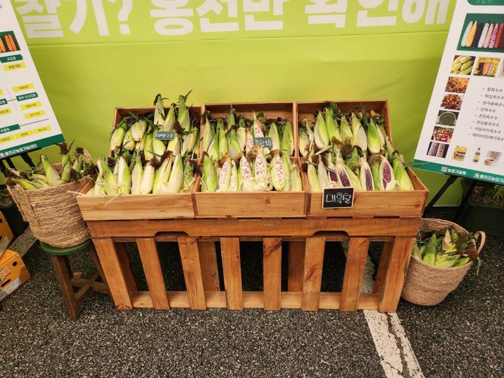 홍천찰옥수수축제