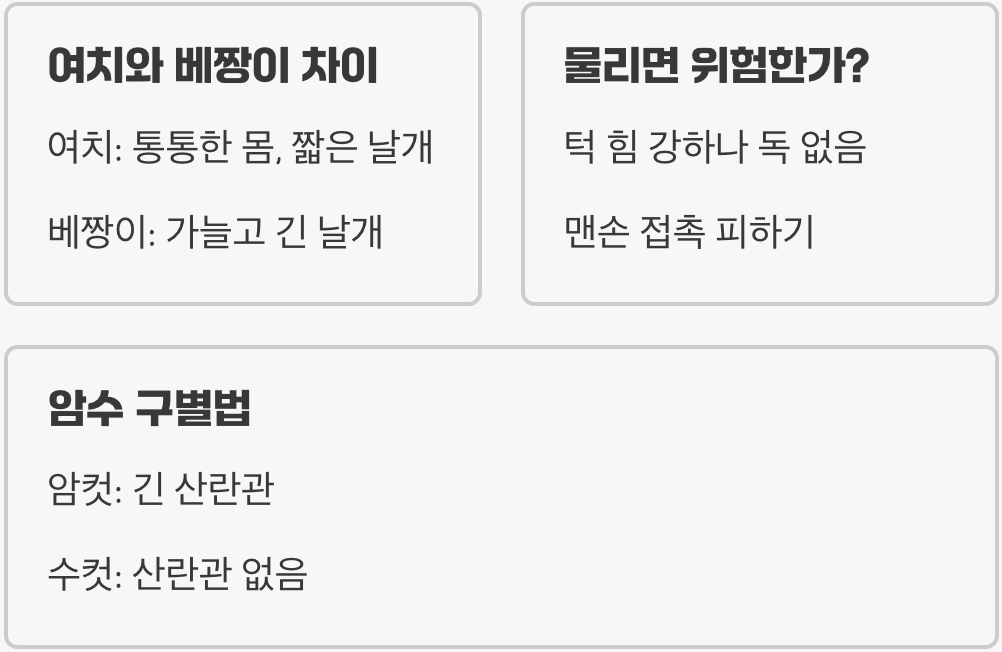 여치베짱이 키우기 A to Z (먹이, 사육통, 수명 늘리기 완벽 가이드)