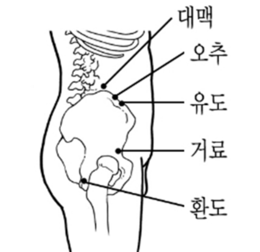 인체의 365혈 중에 옆구리와 고관절 부분에 위치를 한 대맥, 오추, 유도, 거료, 환도혈의 위치를 정확히 그린 그림