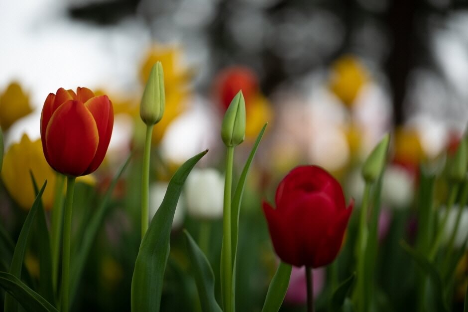 태안세계튤립꽃박람회 이용요금