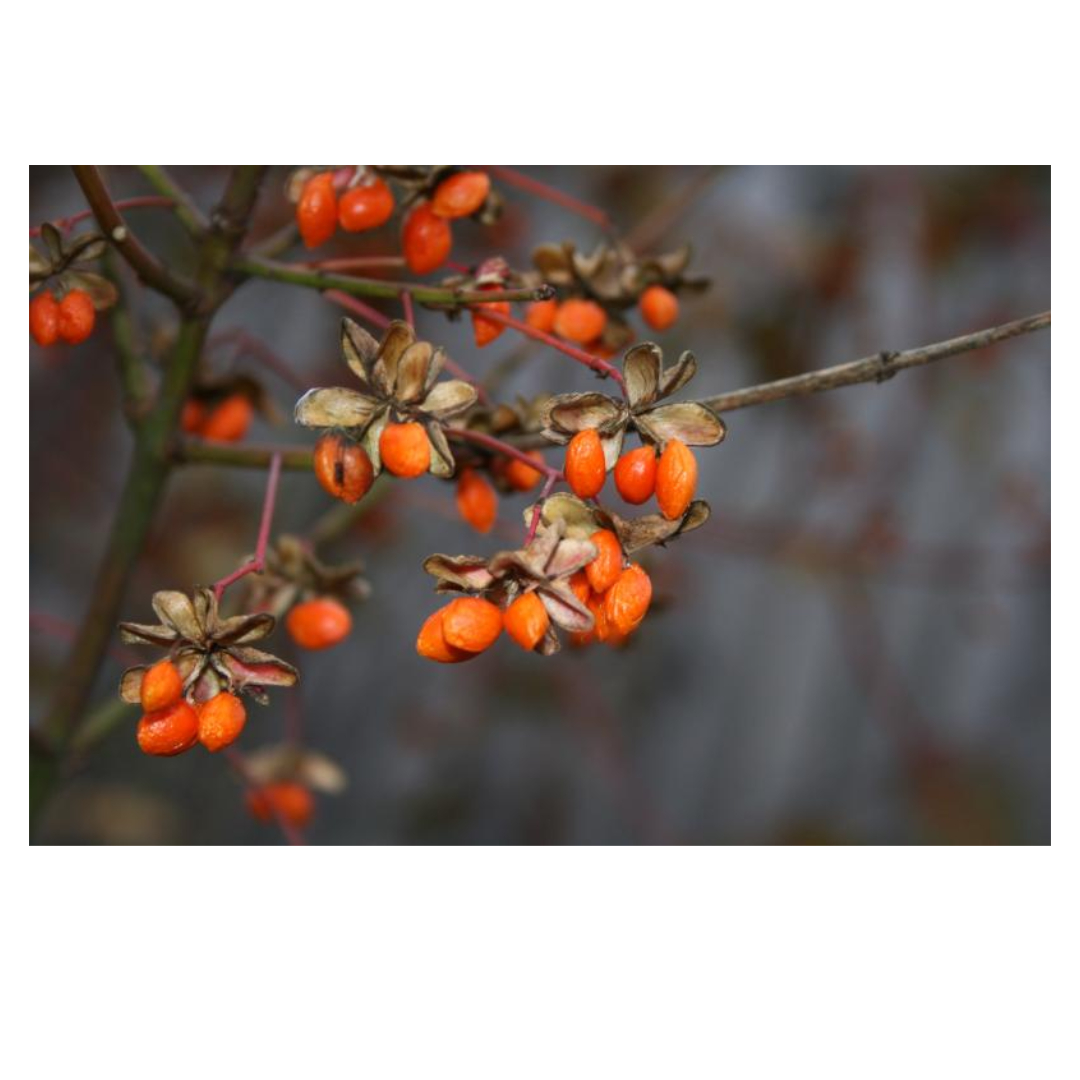 구기자와 관련된 사진입니다.