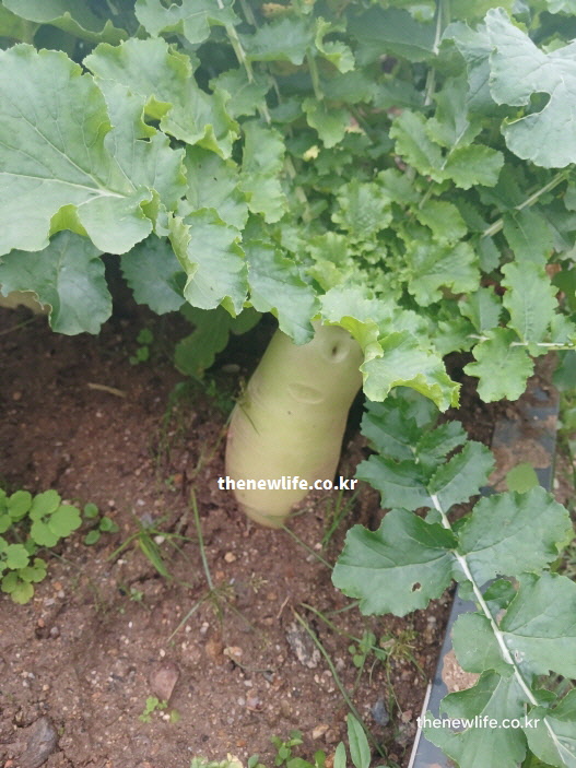 체내 수분 균형을 맞추고 부종을 줄여주는 칼륨이 풍부한 무 재배 현장 실사진