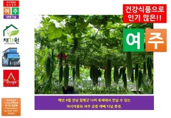 여주 재배 그늘 관리 수분 공급 여름 고온 대책_8