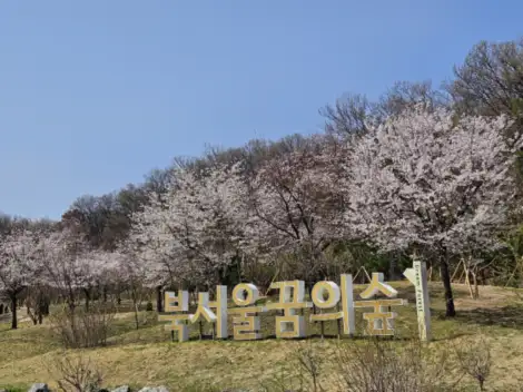 봄에가볼만한곳-북서울꿈의숲벚꽃