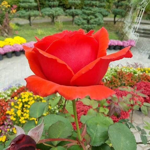 피나클랜드 튤립 수선화 축제 피나클랜드 튤립 수선화 축제 기본정보 피나클랜드 불꽃 축제 기본정보 피나클랜드 수선화 튤립 축제 피나클랜드 (아산) 피나클랜드 튤립 수선화 축제 함께 볼만한 축제 피나클랜드 튤립 수선화 축제 리뷰 피나클랜드 튤립 피나클랜드 불꽃축제 아산 피나클랜드 피나클랜드 수목원 피나클랜드 국화축제 피나클랜드 왕새우 축제 피나클랜드 근처 맛집