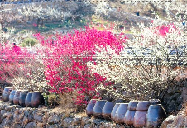 2026 광양매화축제 일정 총정리: 주차부터 입장료 환급 꿀팁까지