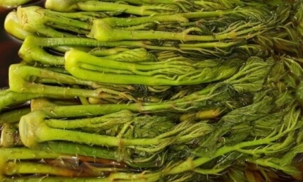 두릅 장아찌 만드는법 황금레시피