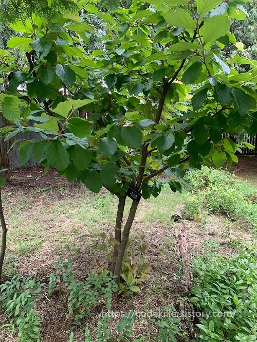 황학산 수목원 - 풍년화