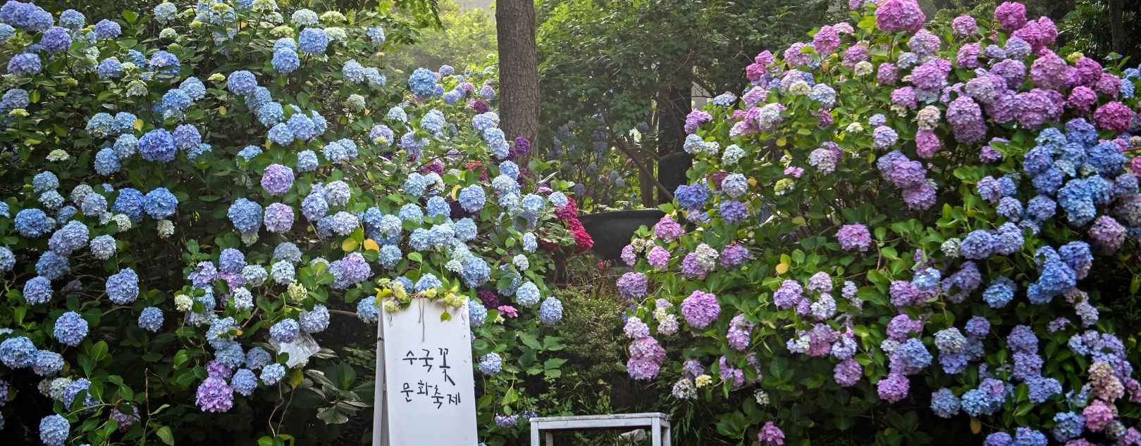 수국꽃 문화축제