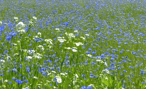 아그로랜드 태신목장 수레국화