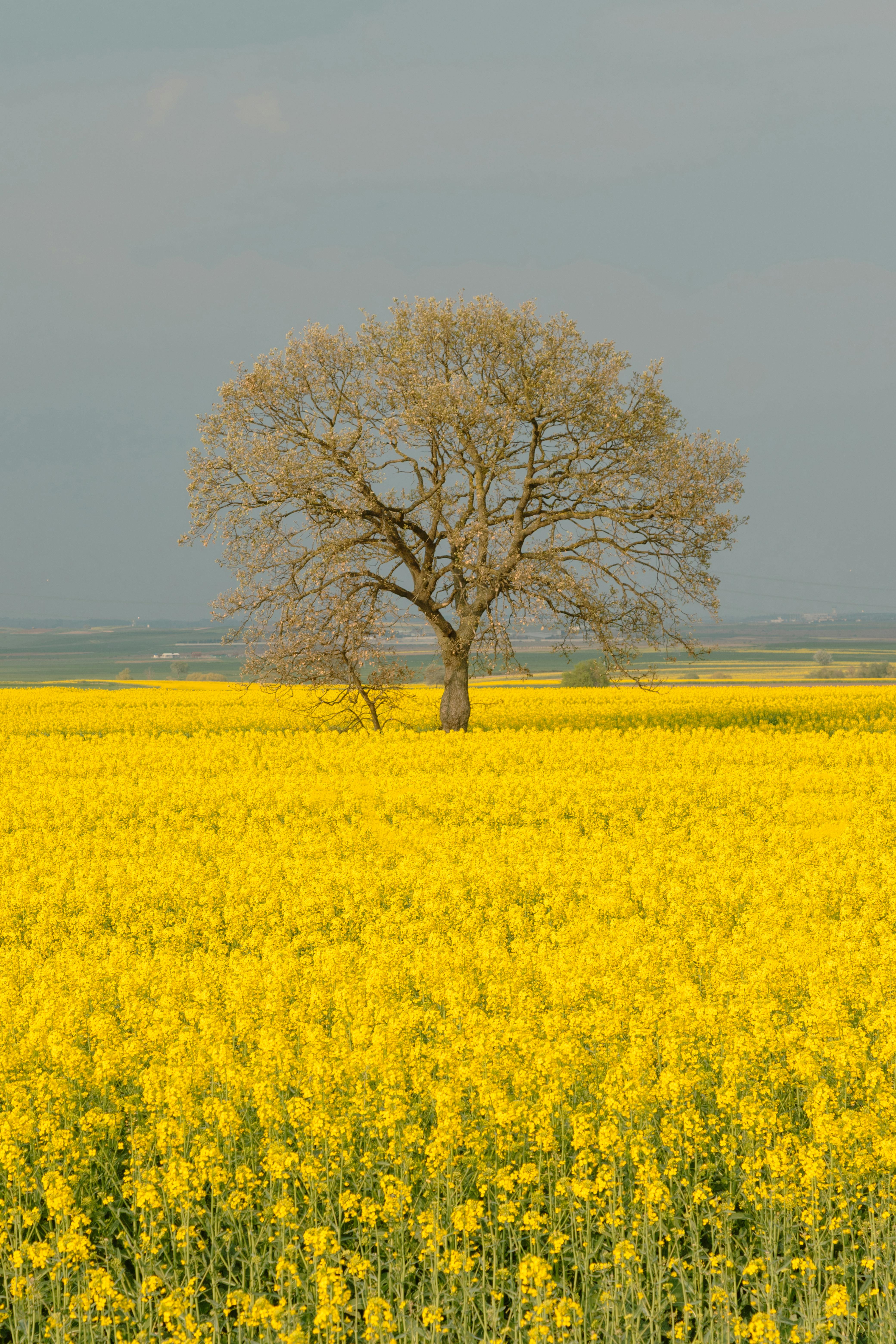 창녕 유채꽃 축제
