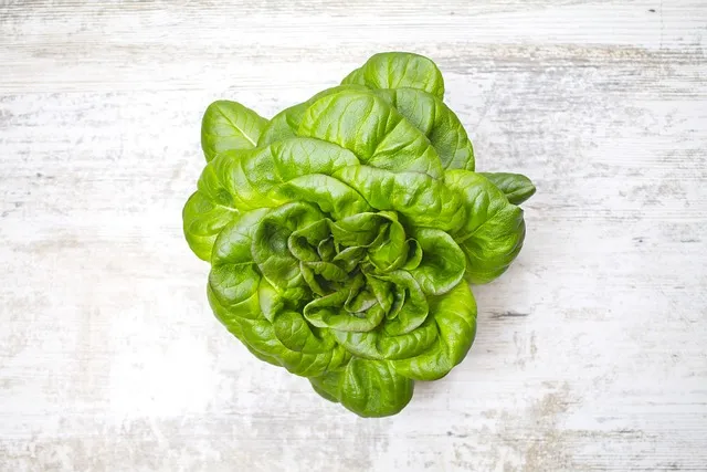 왕고들빼기 효능과 섭취시 주의사항 건강 정보_6