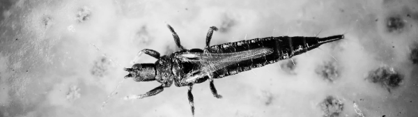 총채벌레 사진: 성충 모습 - 1