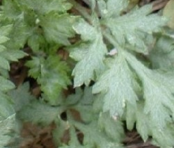 쑥 효능 부작용 칼로리 요리