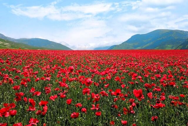 고양국제꽃박람회