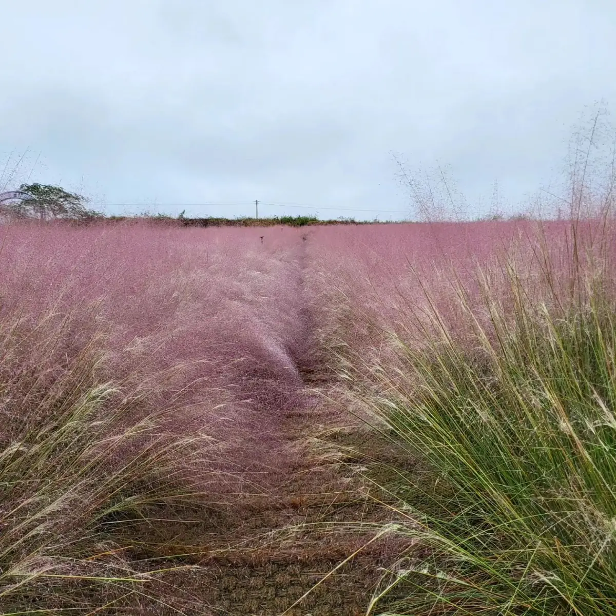 고창청농원-핑크뮬리