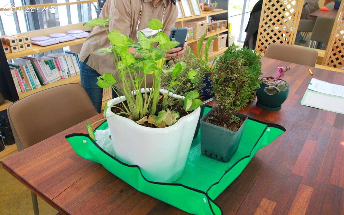 서울시 반려식물 클리닉 신청방법 예약