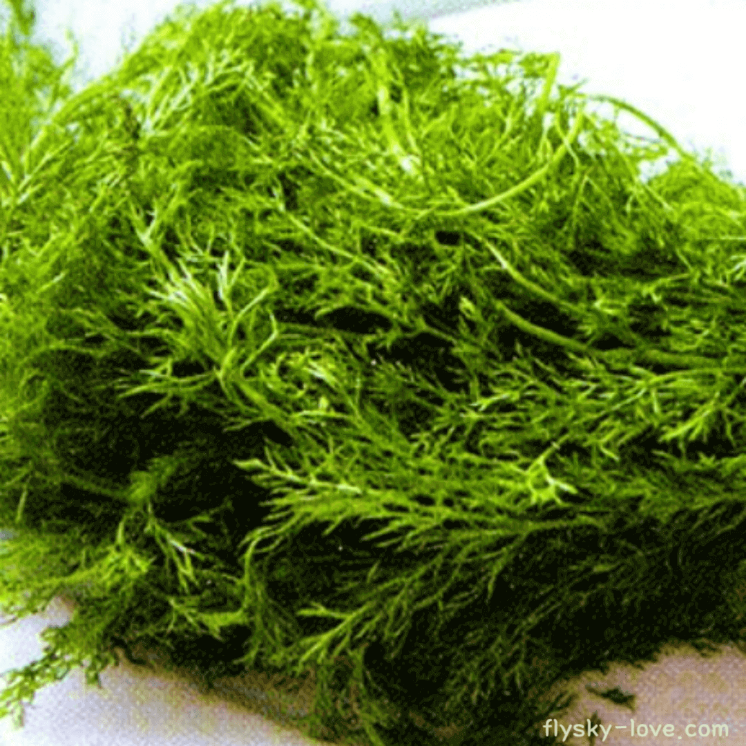 서양자초 (boraya) 활용법