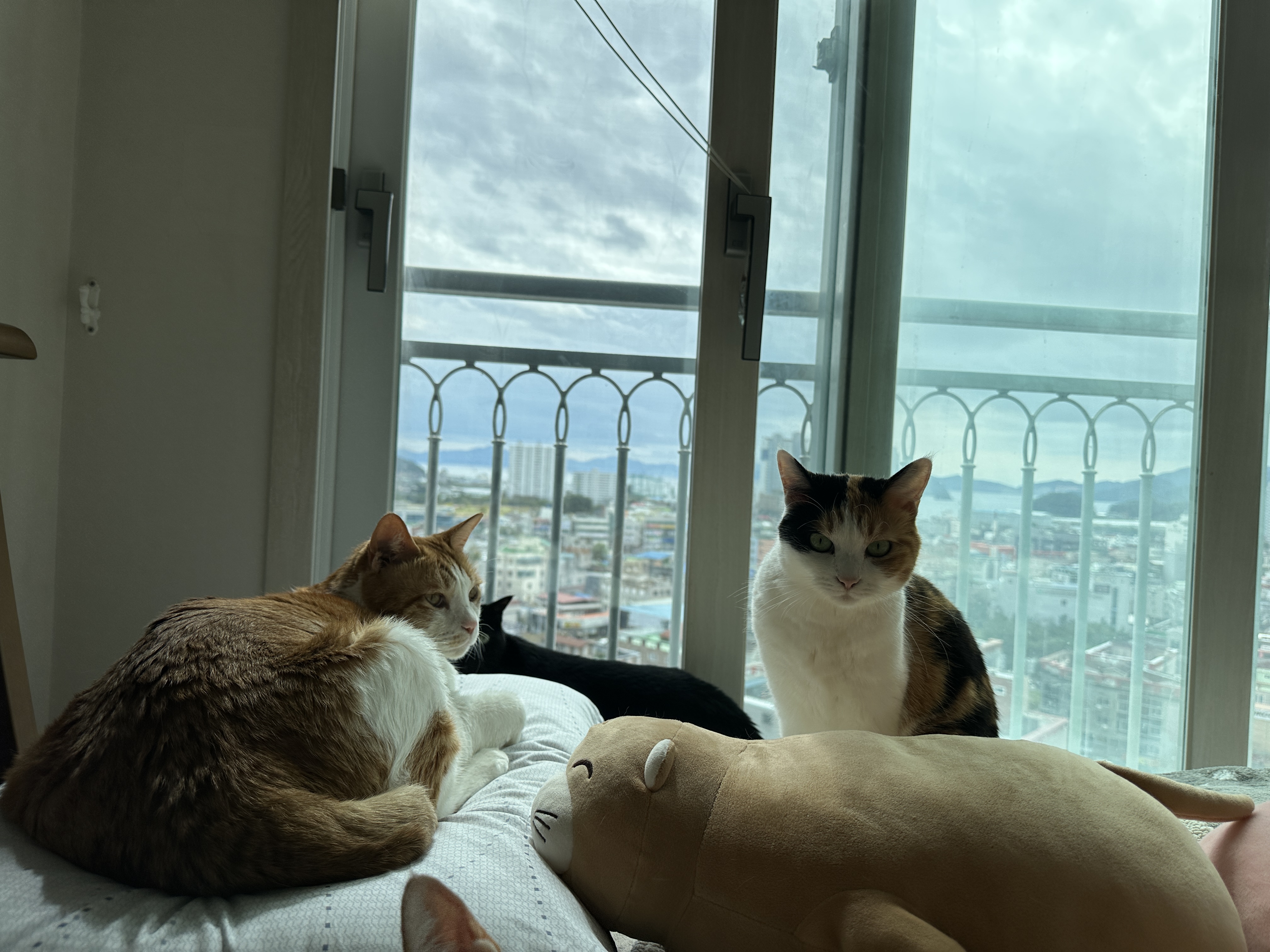 삐진_요미와_이유를_알수_없는_막둥이_2