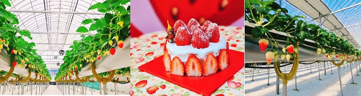 또로롱딸기농장전경