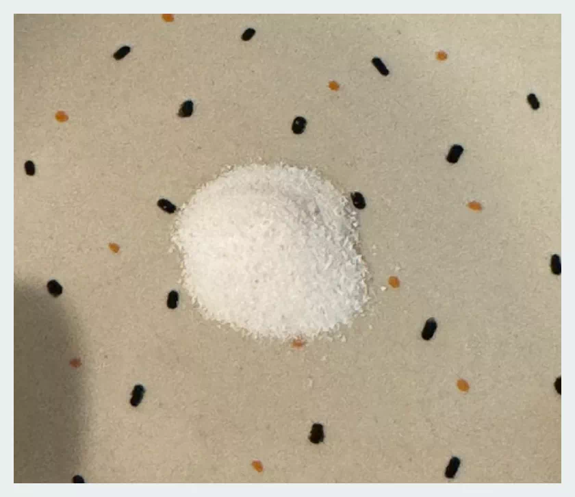 하이락 비피더스 분말