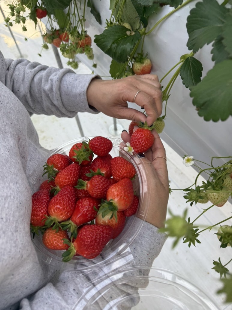 페이머스파머스