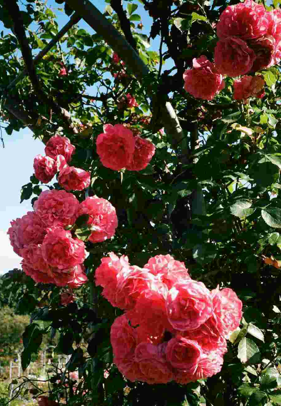 부천 백만 송이 장미축제