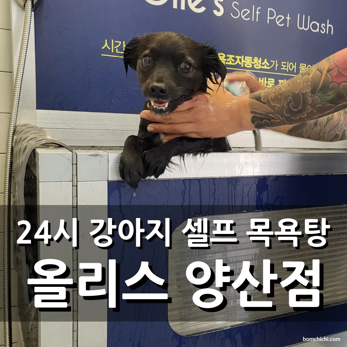 올리스 양산점에서 목욕하는 강아지 사랑이 사진