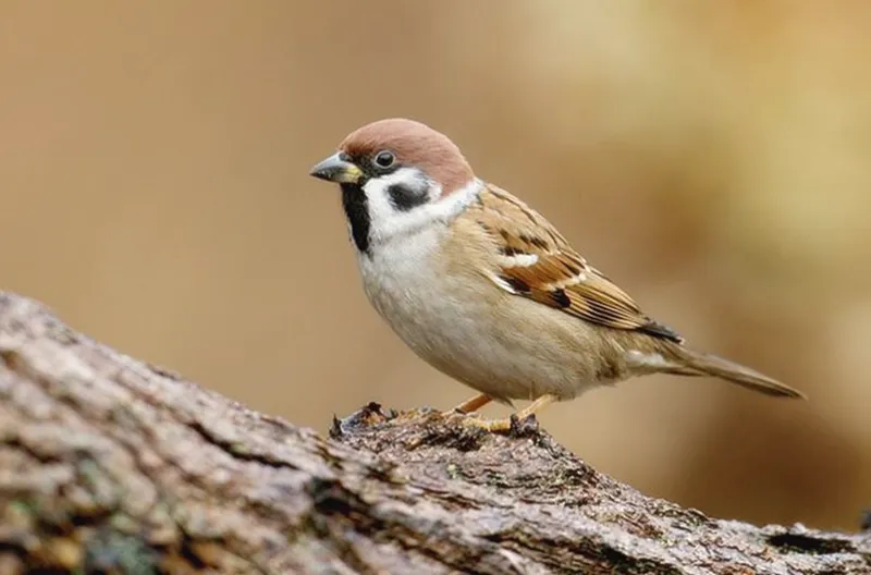 참새 (Passer montanus): 우리의 일상 속 작은 친구